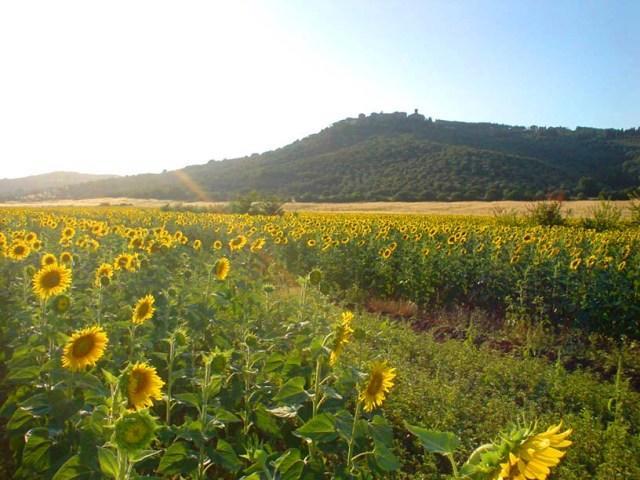 Agriturismo Lupo Vecchio Grosseto Exterior foto